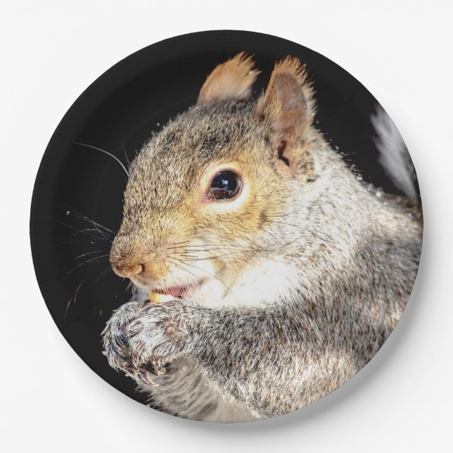 Squirrel eating a nut paper plate (Front)