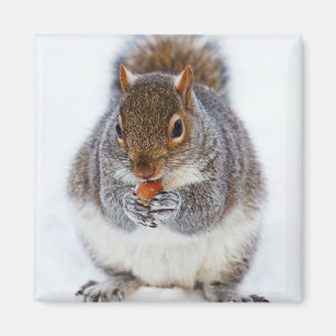 Squirrel Eating a Nut Photo Magnet