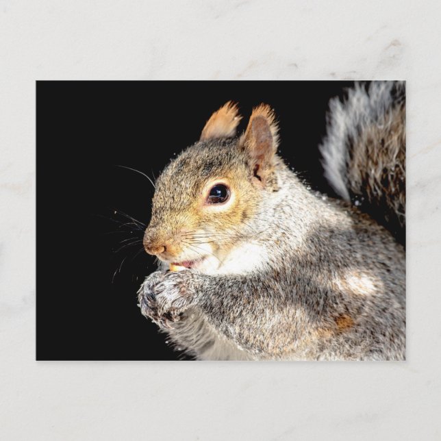 Squirrel eating a nut postcard (Front)