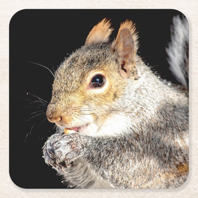Squirrel eating a nut square paper coaster (Front)