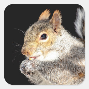Squirrel eating a nut square sticker