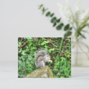 Squirrel Eating a Peanut Postcard