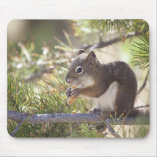 Squirrel eating a pine cone 2 mouse pad