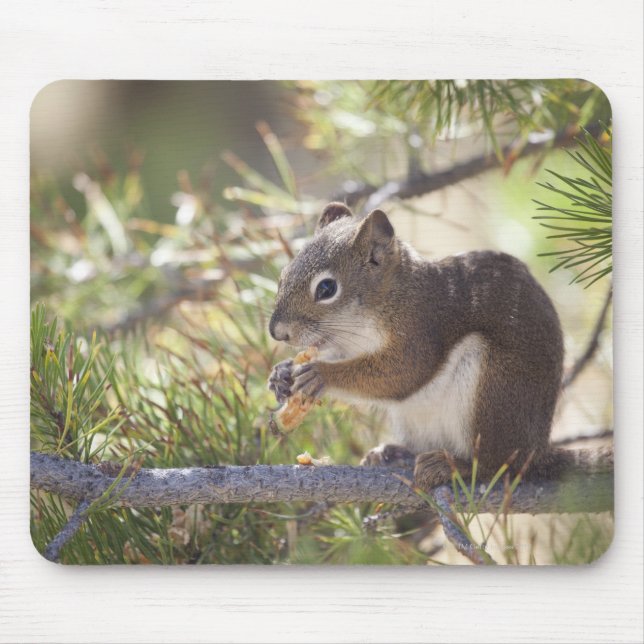 Squirrel eating a pine cone 2 mouse pad (Front)