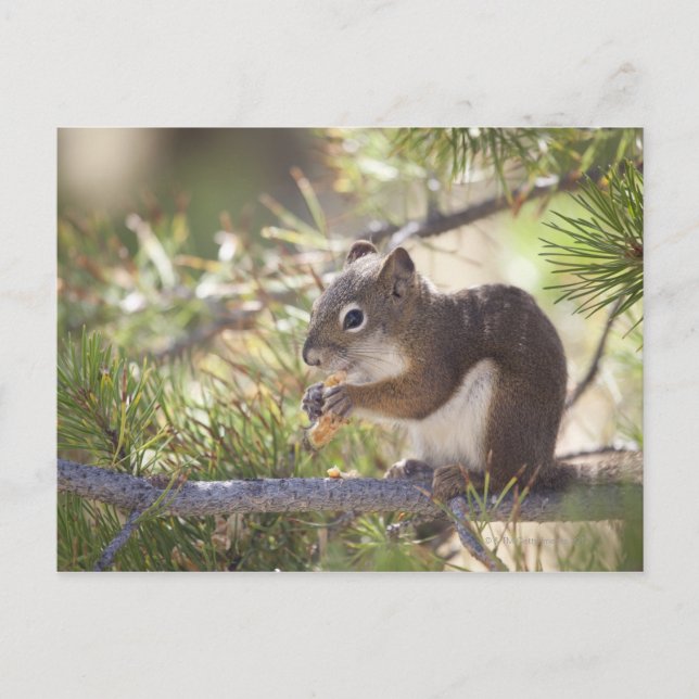 Squirrel eating a pine cone 2 postcard (Front)