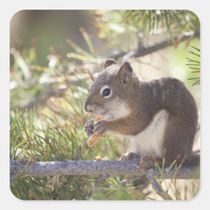 Squirrel eating a pine cone 2 square sticker