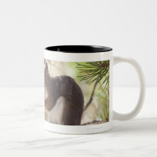 Squirrel eating a pine cone 2 Two-Tone coffee mug