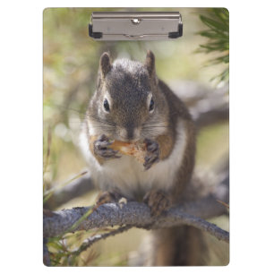 Squirrel eating a pine cone clipboard
