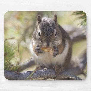 Squirrel eating a pine cone mouse pad