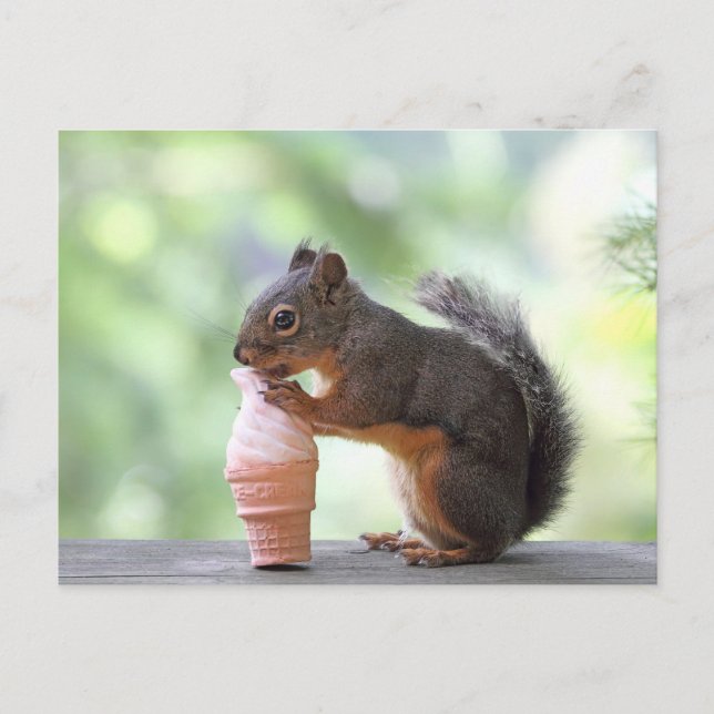 Squirrel Eating an Ice Cream Cone Postcard (Front)