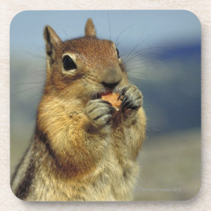 Squirrel eating coaster