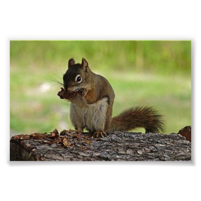 Squirrel eating Cone Photo Print (Front)