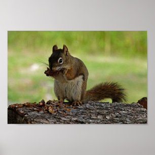 Squirrel eating Cone Poster