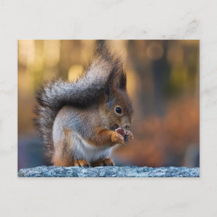 Squirrel eating cookie postcard