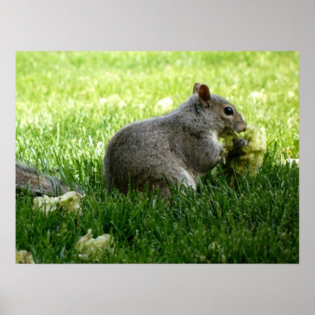Squirrel eating Flowers Poster (Front)