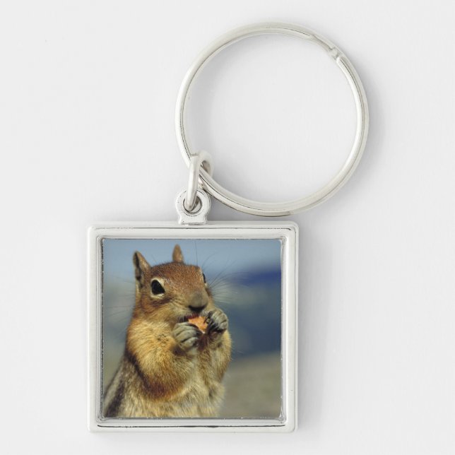 Squirrel eating key ring (Front)
