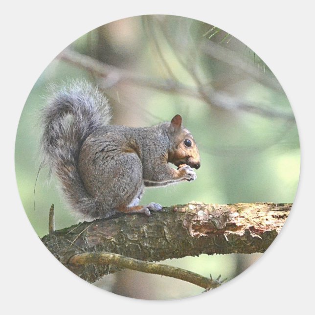 Squirrel Eating Lunch Sticker (Front)