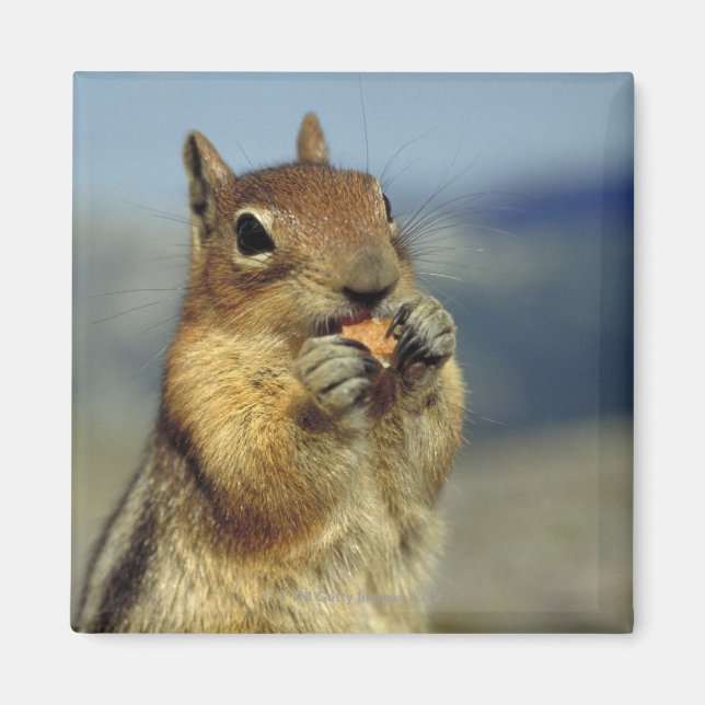 Squirrel eating magnet (Front)