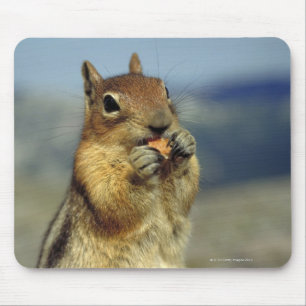 Squirrel eating mouse pad