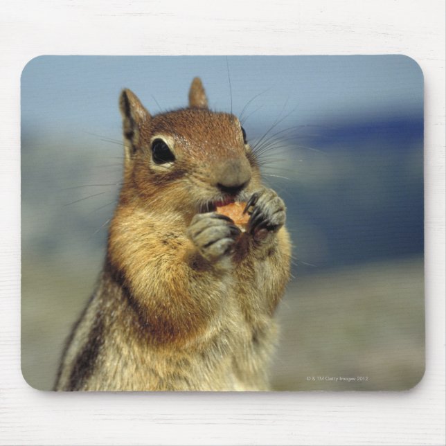 Squirrel eating mouse pad (Front)
