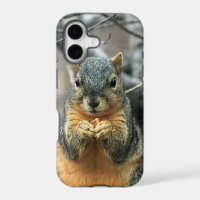 Squirrel Eating Nut