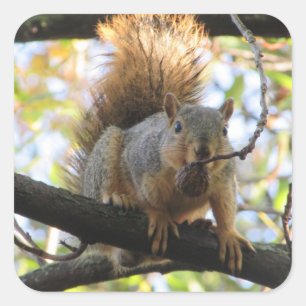 Squirrel Eating Nut on Tree Branch Cute Stickers