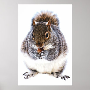 Squirrel Eating Nut Poster