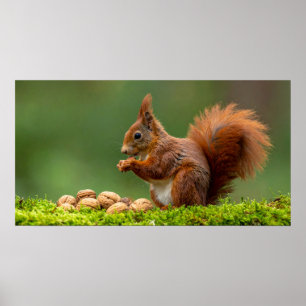 Squirrel Eating Nuts Poster