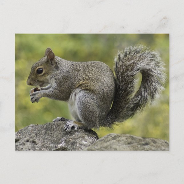 Squirrel eating on a rock postcard (Front)