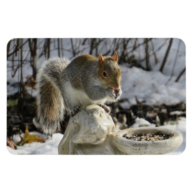 Squirrel Eating On Rabbit Bird Feeder Magnet (Horizontal)