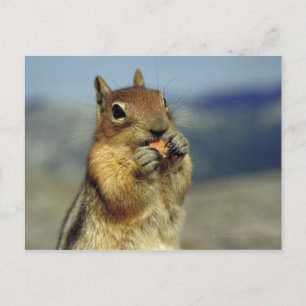 Squirrel eating postcard