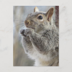 Squirrel Eating Postcard