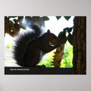 Squirrel Eating Sunflower Poster