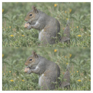 Squirrel fabric !