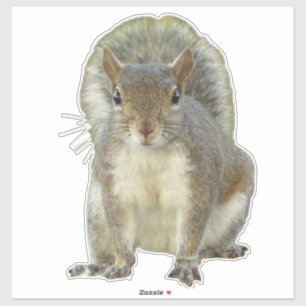 Squirrel face to face