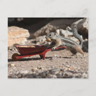 Squirrel Farmer Postcard