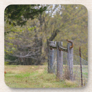 Squirrel Fence Pose Coaster