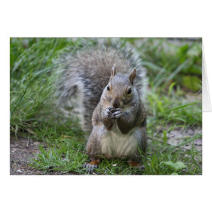 Squirrel Greeting Card