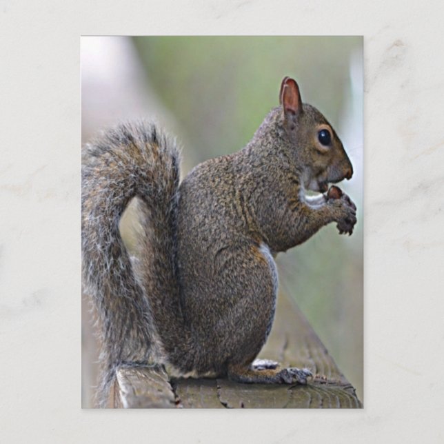 Squirrel (Grey) Postcard (Front)