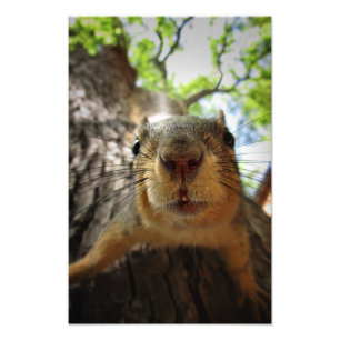 Squirrel Hanging Closeup 1 Photo Print