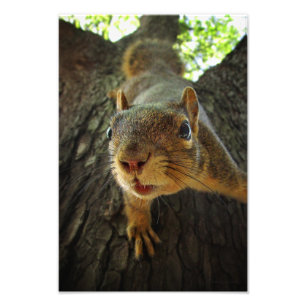 Squirrel Hanging Closeup 2 Photo Print