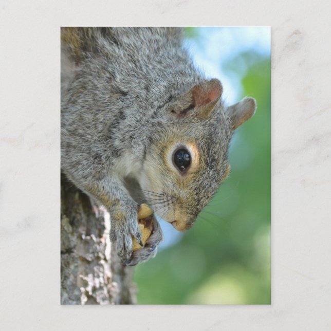 Squirrel Hanging in A Tree Postcard (Front)