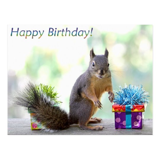 Squirrel Happy Birthday! Postcard | Zazzle.com.au