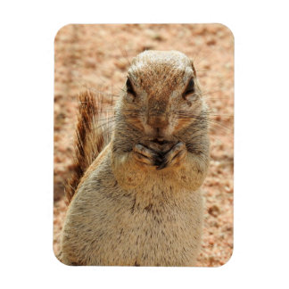 Squirrel having breakfast  magnet