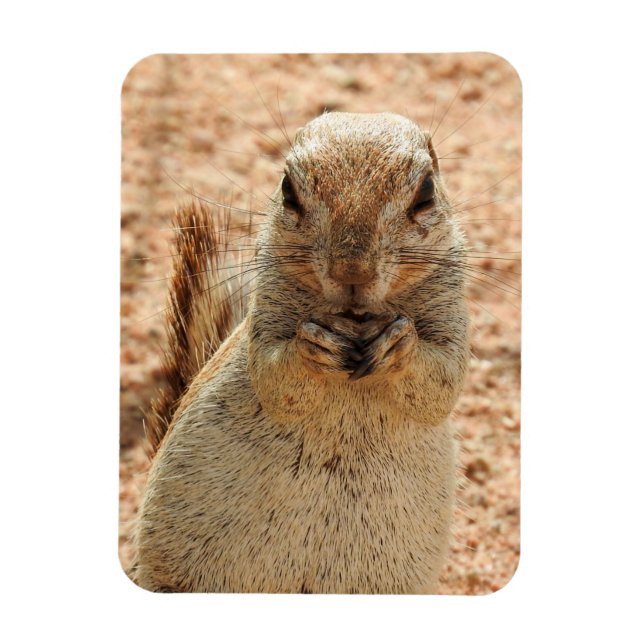 Squirrel having breakfast  magnet (Vertical)