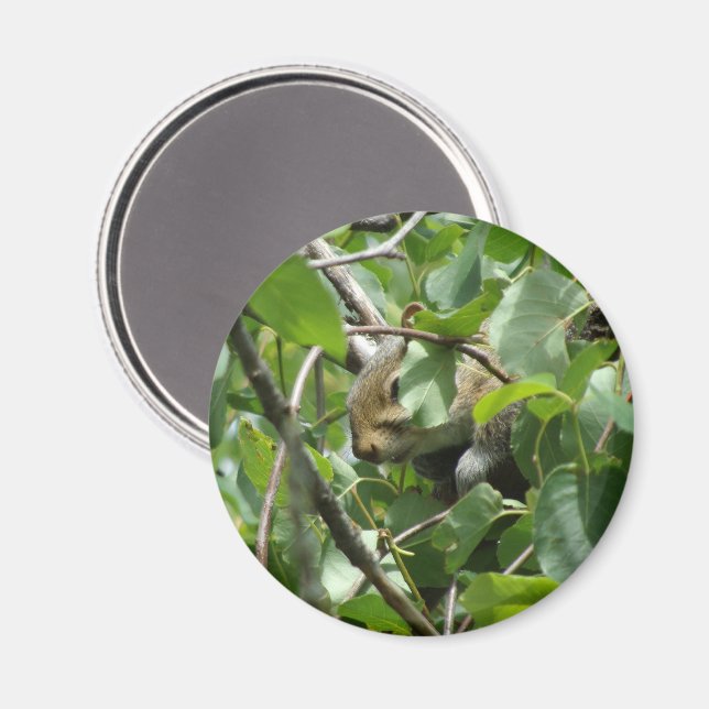 Squirrel Hiding in a Tree Magnet (Front/Back)