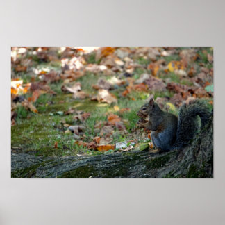 Squirrel holding a nut poster