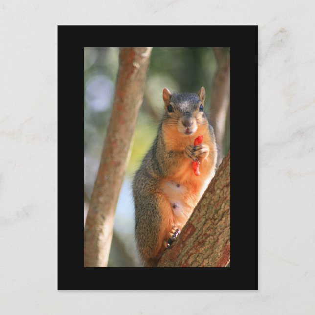 Squirrel Holding Cheese Puff Postcard (Front)