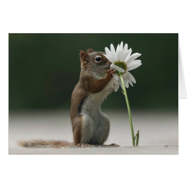 Squirrel Holding Daisy (Front Horizontal)