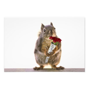 Squirrel Holding Red Rose Bouquet Photo Print